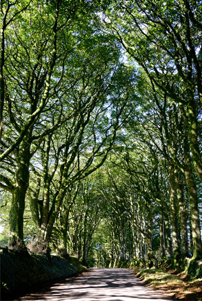 Homeopathy Devon - A bit more leafy