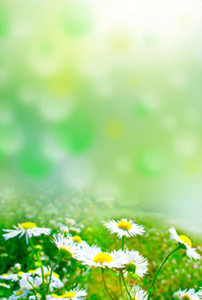 Homeopathy Devon - Common Daisy