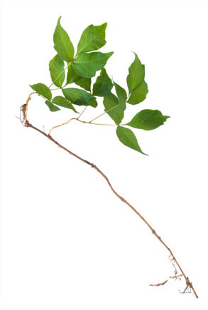 Homeopathy Devon - Poison Ivy