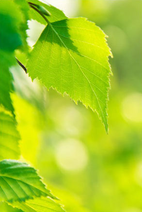 Homeopathy Devon - Spring Leaves