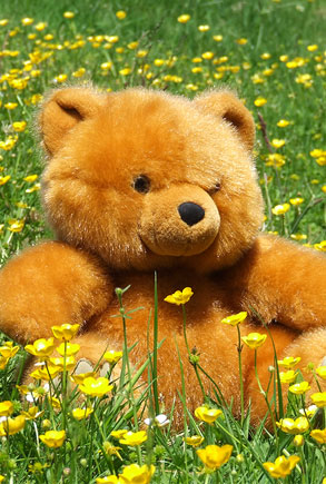 Homeopathy Devon - Teddy Bear